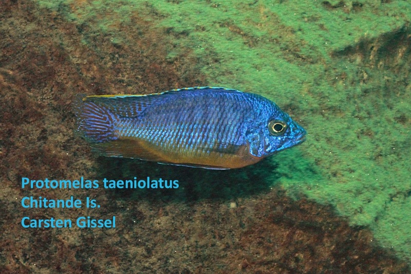 Protomelas taeniolatus 'Chitande Island'
